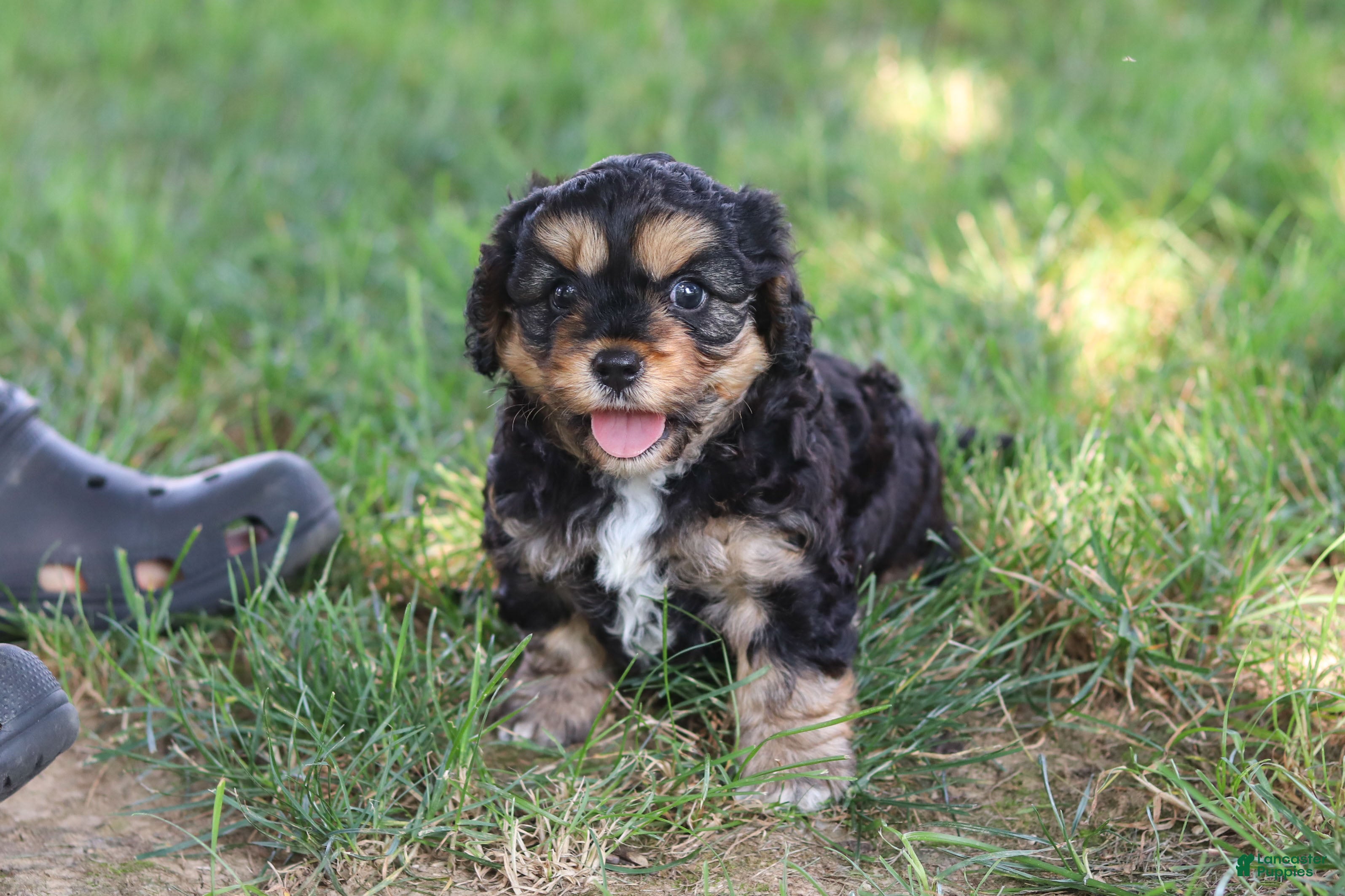 Cavapoo dogs for sale: Logan - Ad 1
