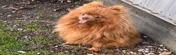 Pomeranian dogs for sale: Nutmeg - Ad 5