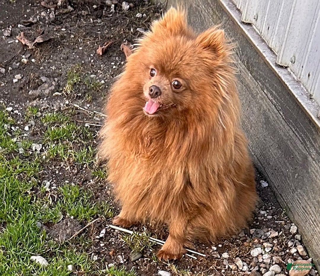 Pomeranian dogs for sale: Nutmeg - Ad 5