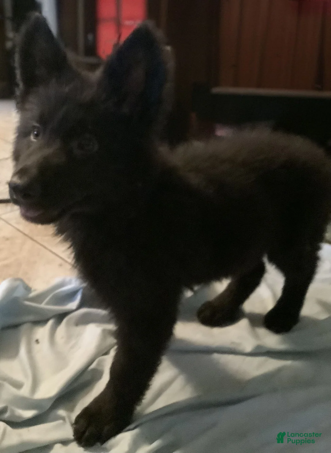 German Shepherd dogs for sale: Prowler  - Ad 1