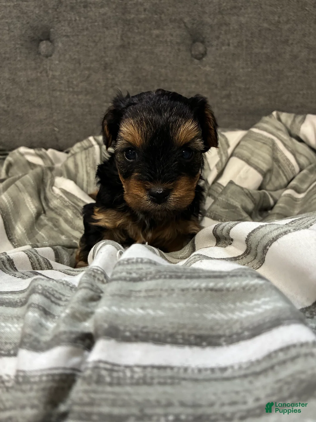 Yorkshire Terrier dogs for sale: Yorkshire Terrier Puppy 2 - Ad 7