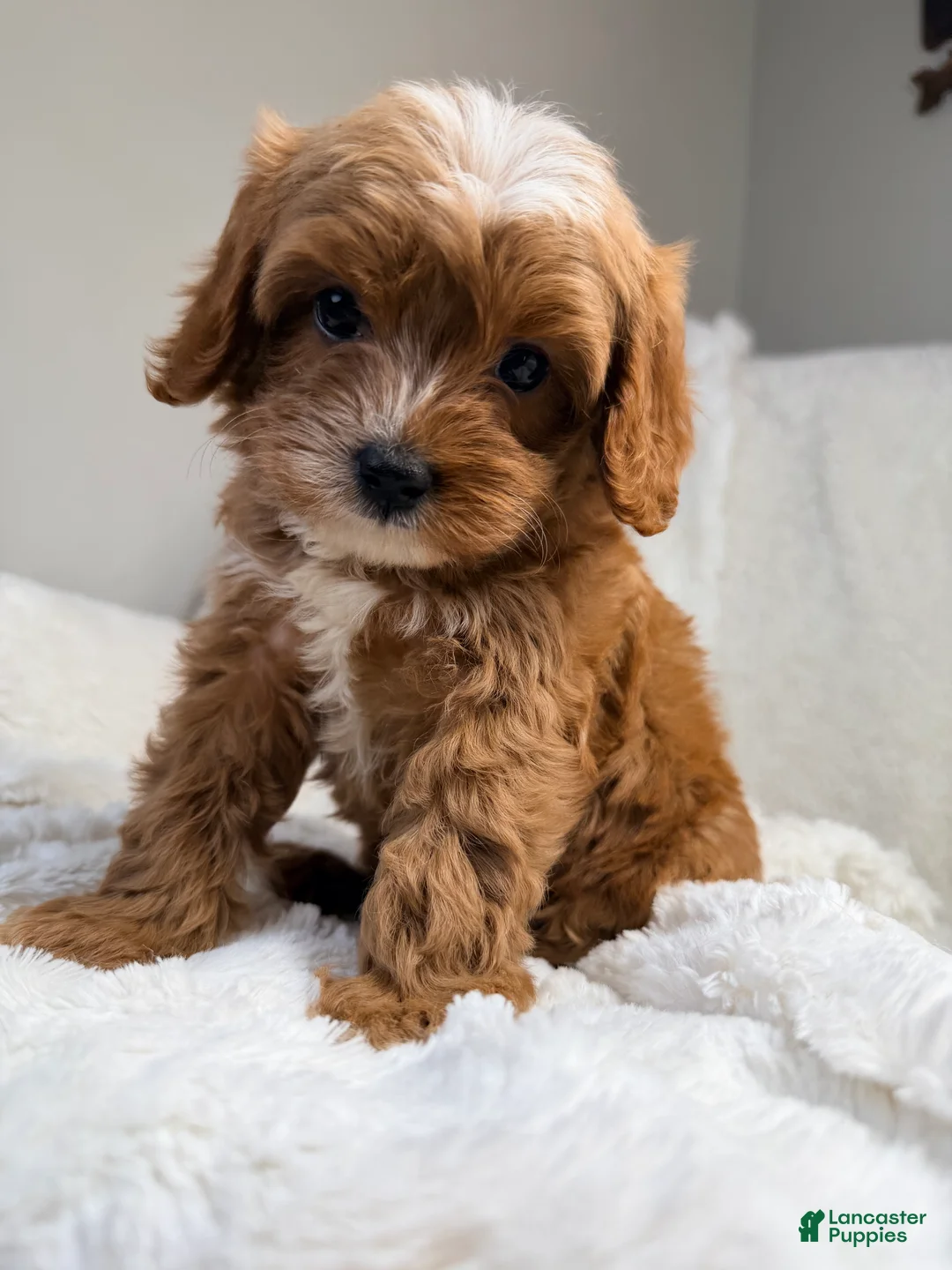 Cavapoo dogs for sale: Pluto-toy - Ad 10