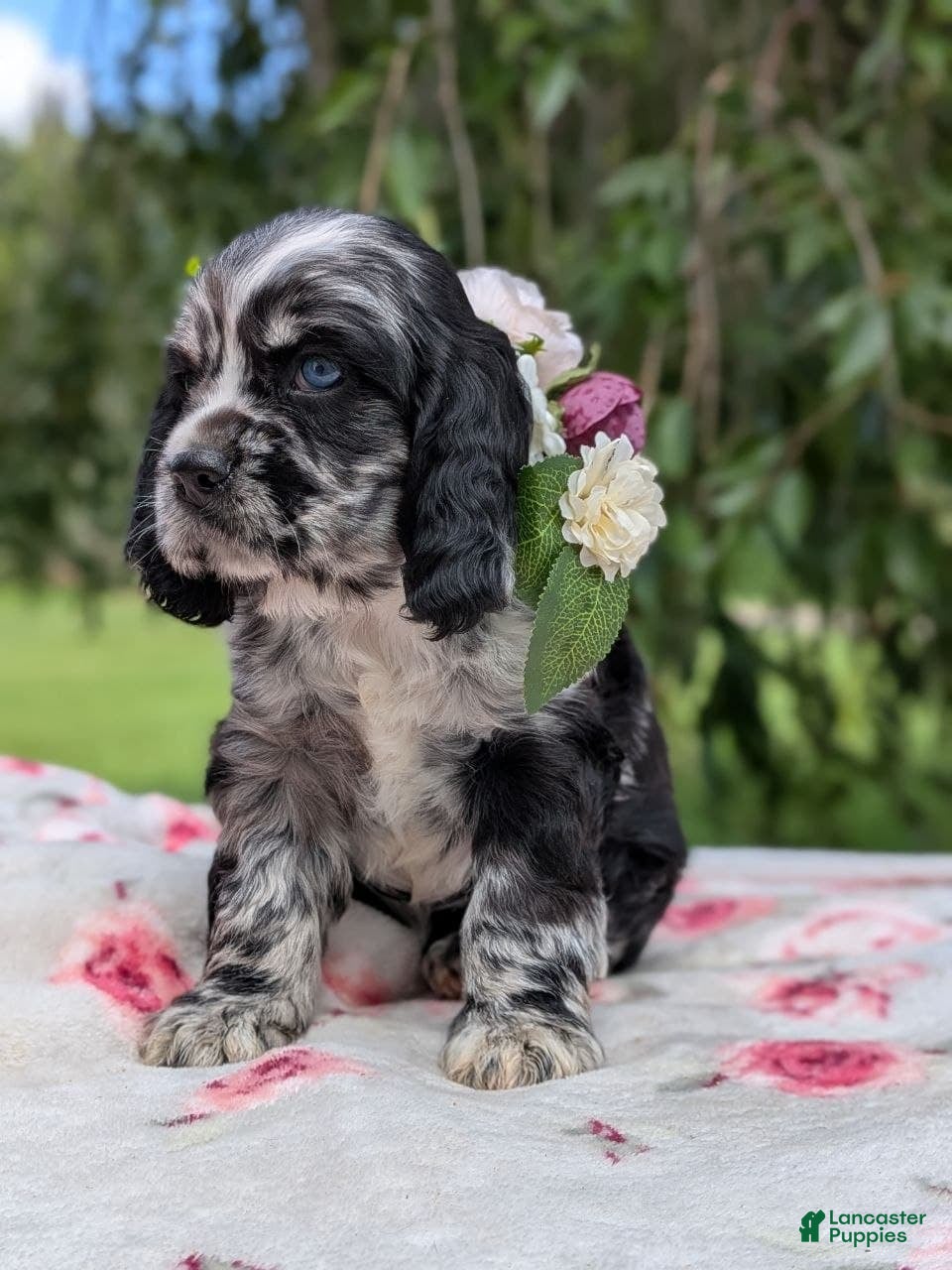Cocker Spaniel dogs Chloe - Ad 2