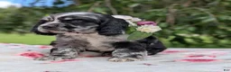 Cocker Spaniel dogs for sale: Chloe - Ad 2