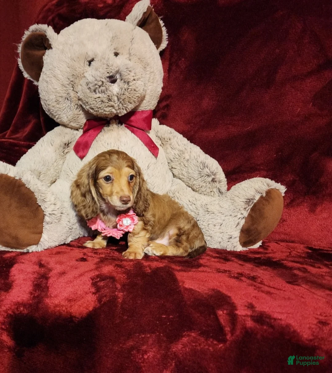 Miniature Dachshund dogs for sale: MOCHI - Ad 2