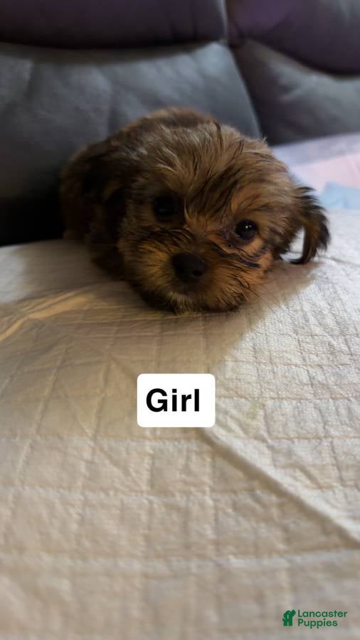 Shorkie dogs Shorkie Puppy 5 - Ad 35