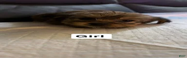 Shorkie Puppy 5
