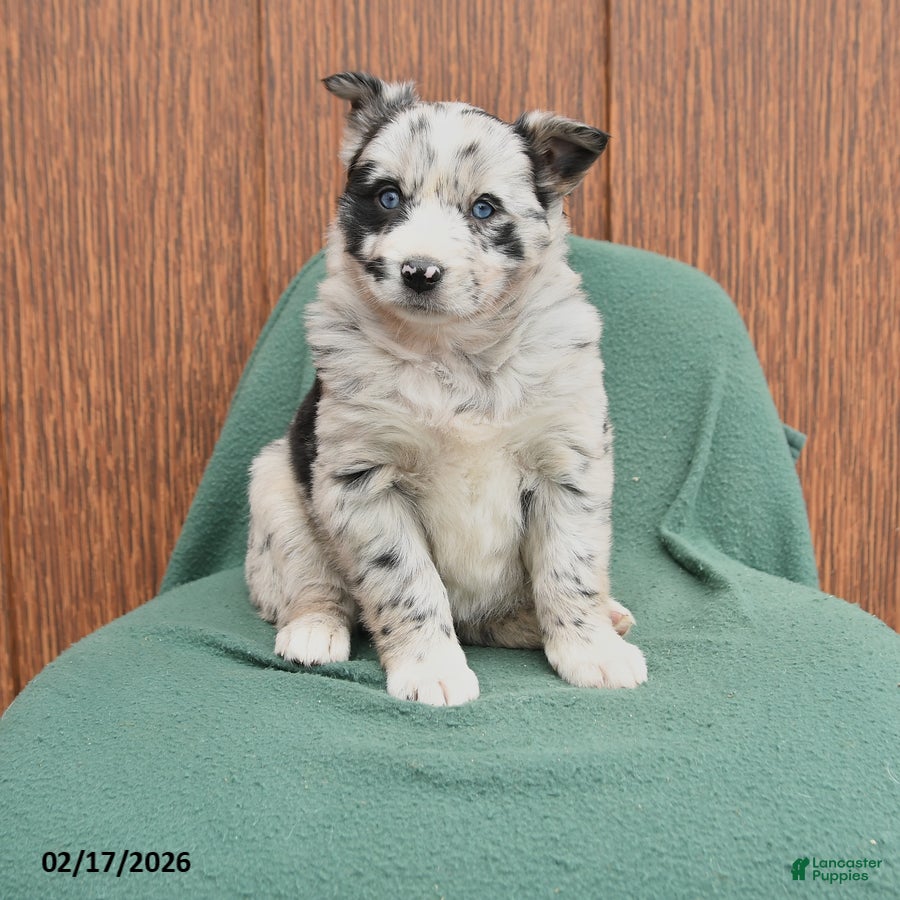 Mixed Breed dogs April - Ad 1