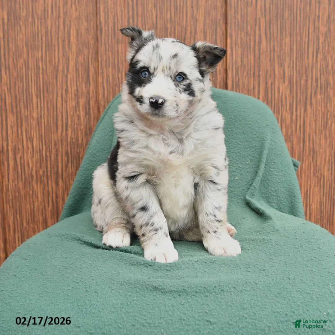 Mixed Breed dogs for sale: April - Ad 1