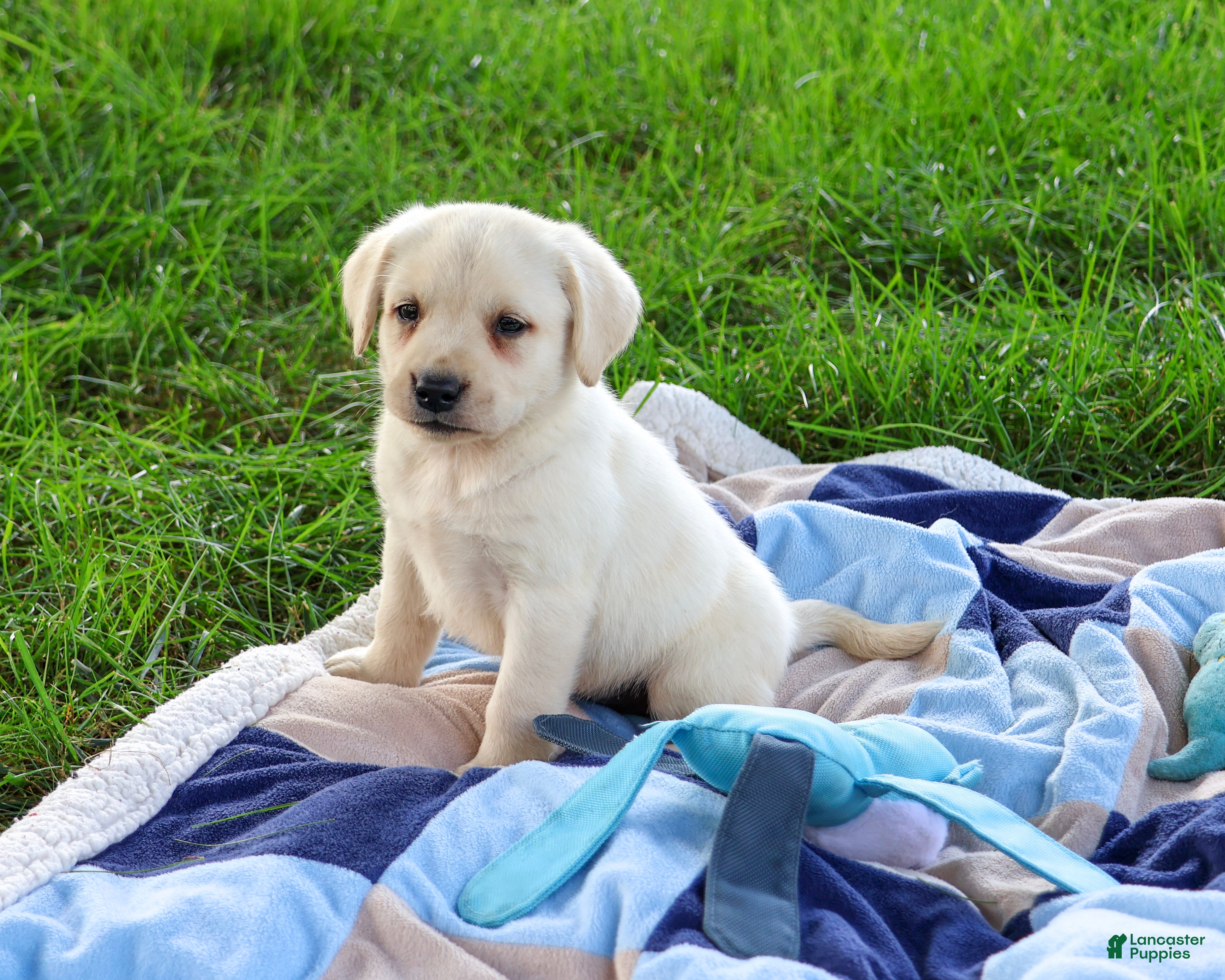 Labrador Retriever dogs Randy - Ad 24