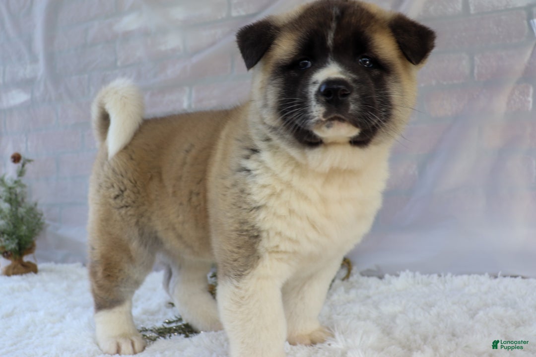 Akita dogs for sale: Trevor - Ad 26