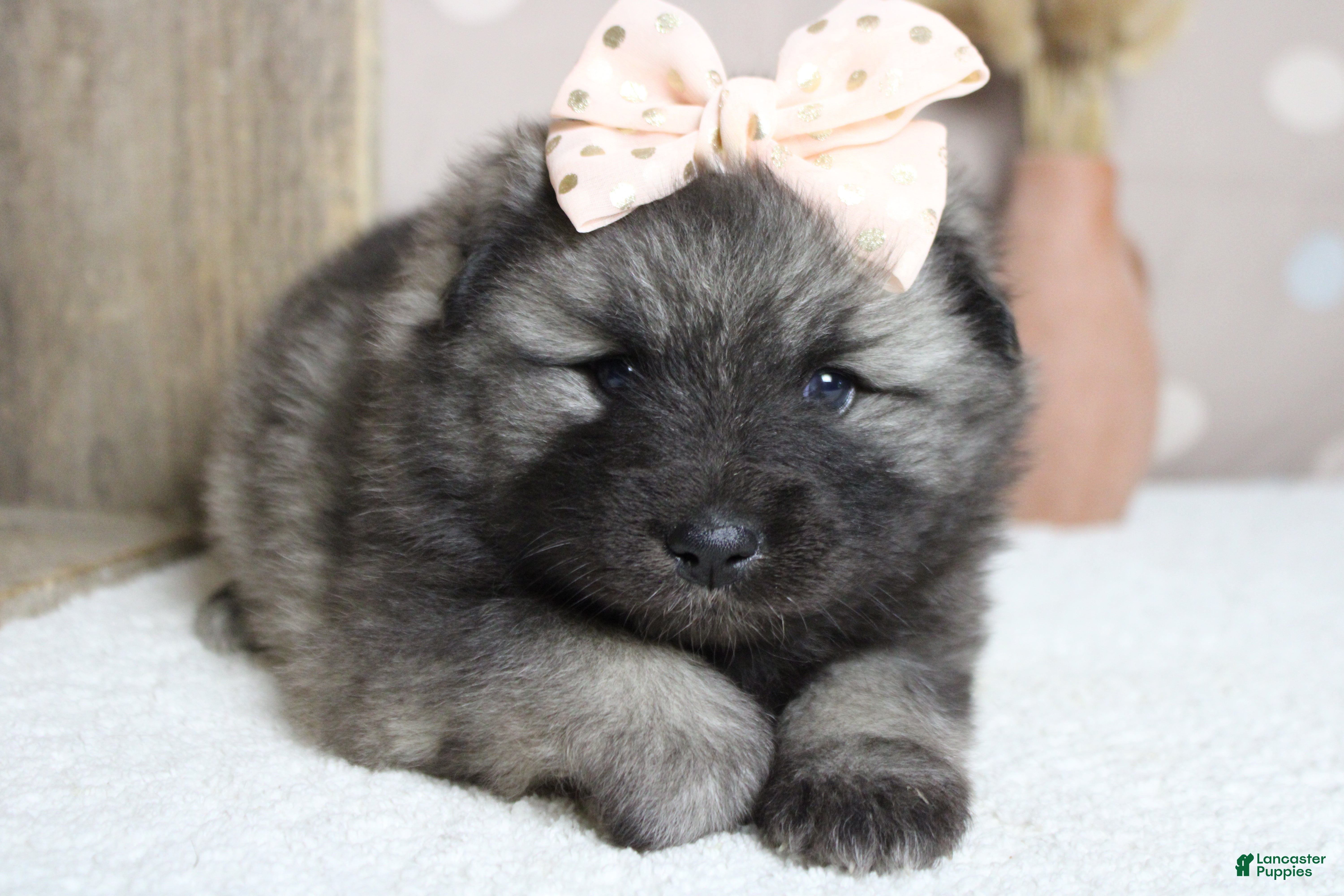 Keeshond dogs Louise  - Ad 8