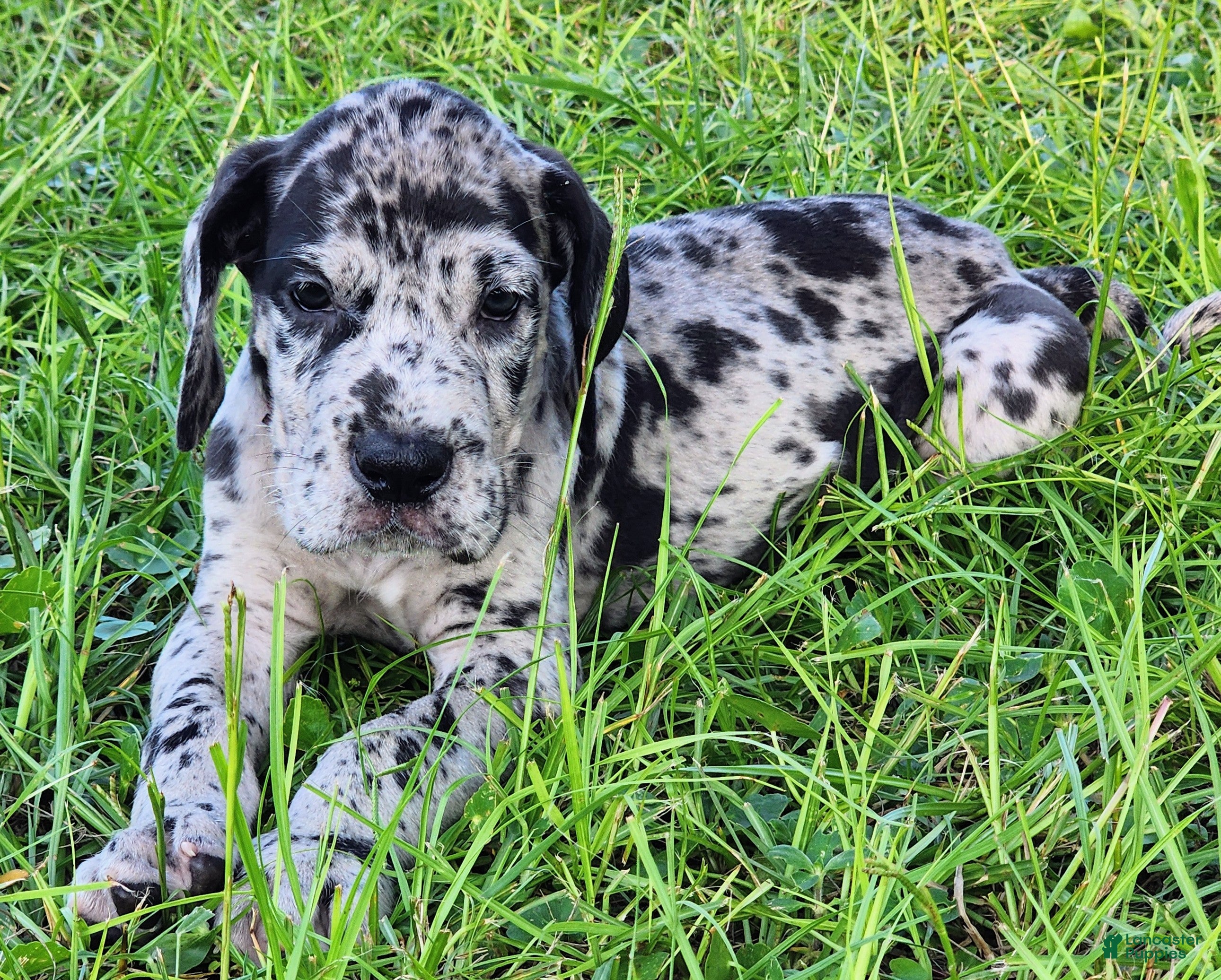 Great Dane dogs Merle Male  - Ad 29