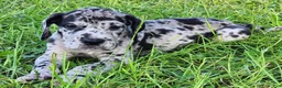 Great Dane dogs for sale: Merle Male  - Ad 6