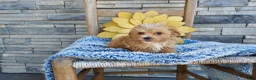 Maltipoo dogs for sale: Liam - Ad 5
