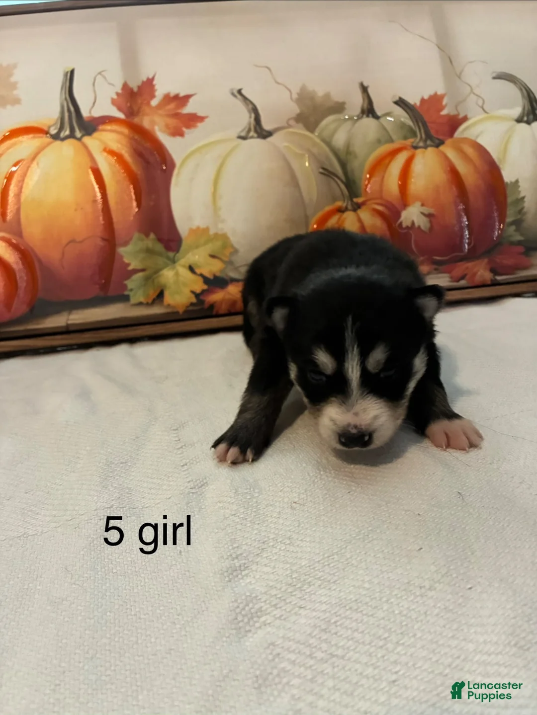 Pomsky dogs for sale: Pomsky 4 - Ad 2