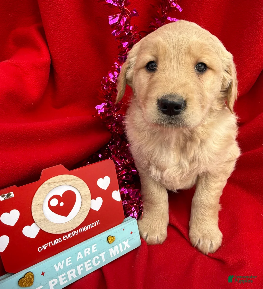 Golden Retriever dogs for sale: Duke - Ad 3