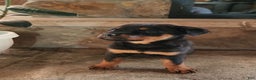 Rottweiler dogs for sale: Holly - Ad 4