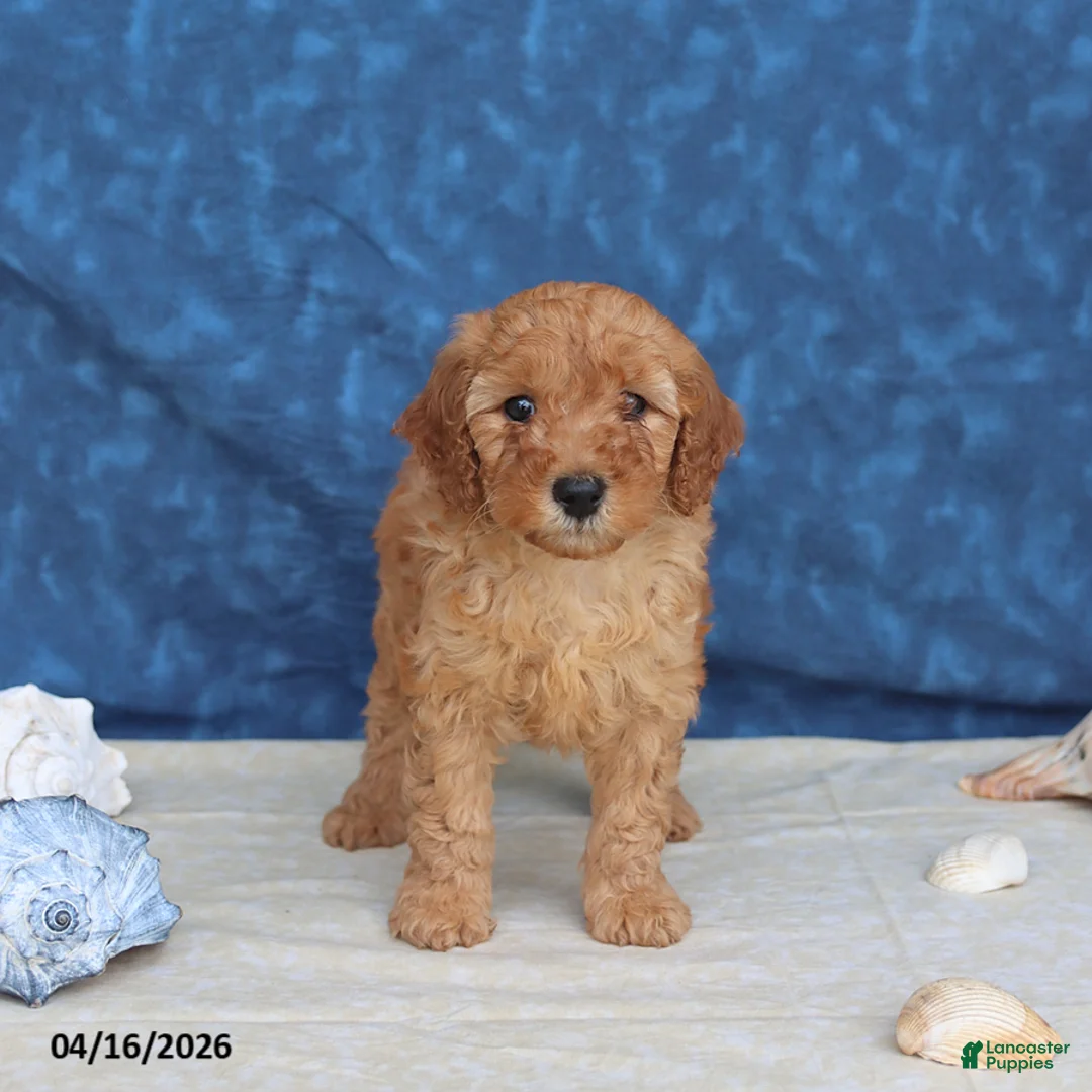 Goldendoodle dogs for sale: Casey - Ad 1