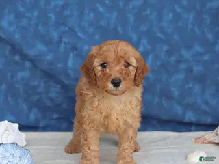 Goldendoodle dogs for sale: Casey - Ad 2