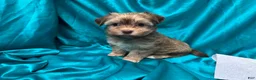 Havanese dogs for sale: Mack - Ad 4