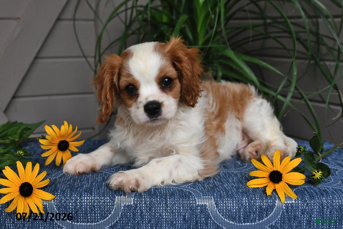 Cavalier King Charles Spaniel dogs Jude - Ad 2