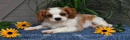 Cavalier King Charles Spaniel dogs for sale: Jude - Ad 2