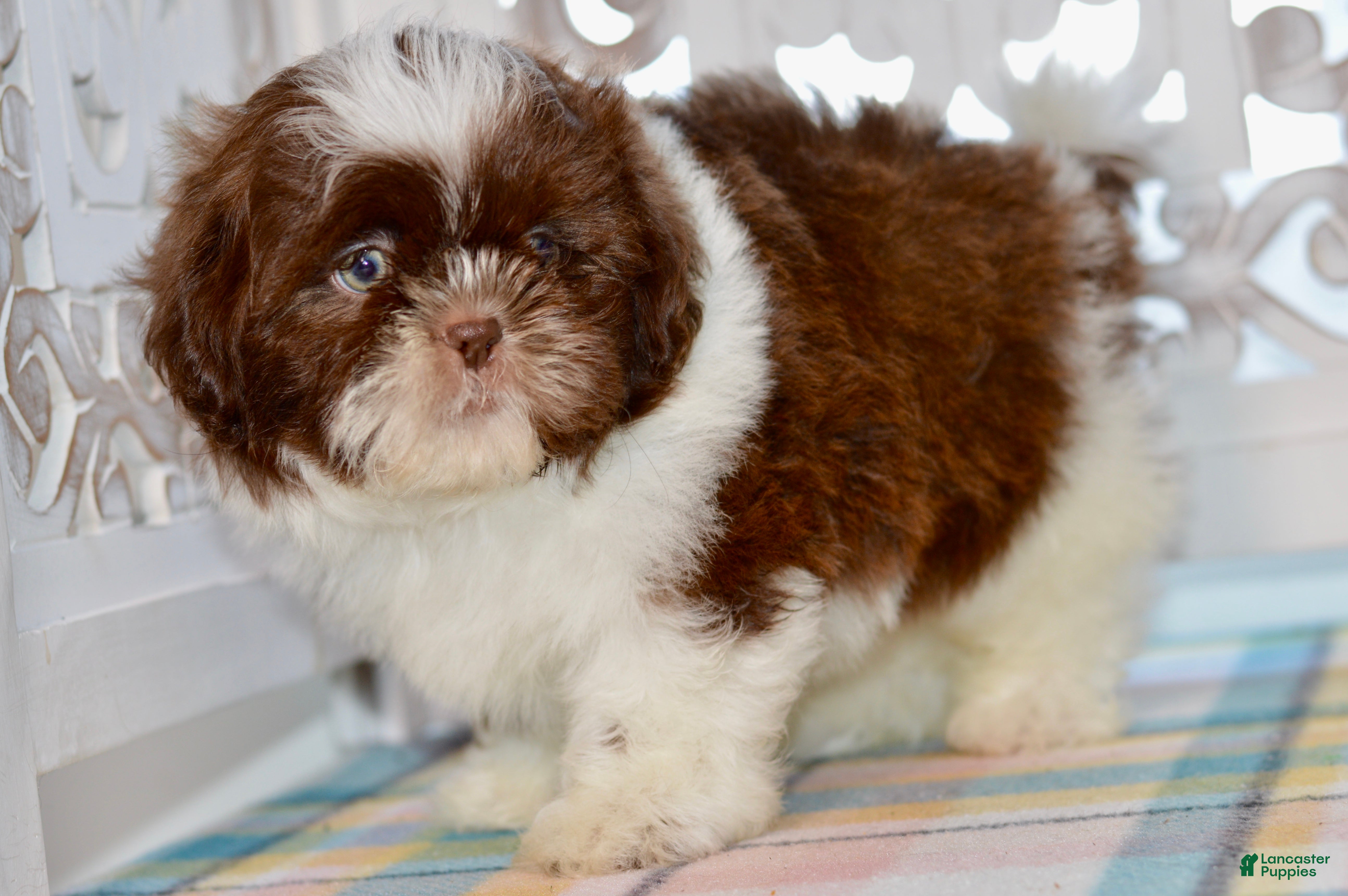 Shih Tzu dogs Banks - Ad 2