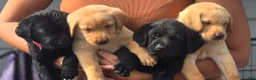 Labrador Retriever dogs for sale: Buck - Ad 7