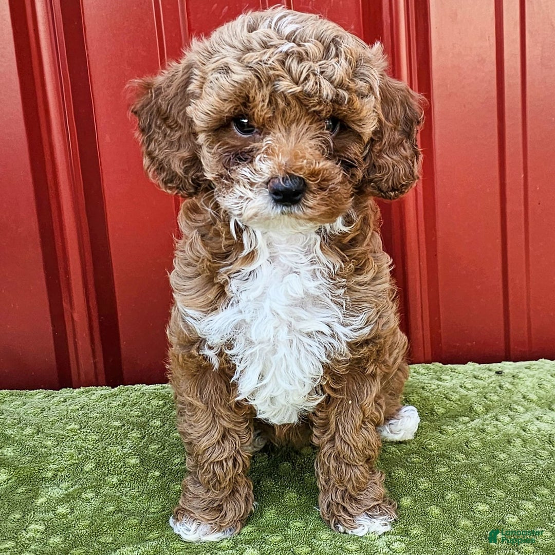 Miniature Poodle dogs for sale: Bailey - Ad 1