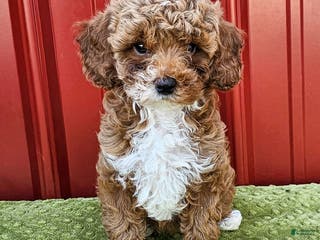 Miniature Poodle dogs Bailey - Ad 4