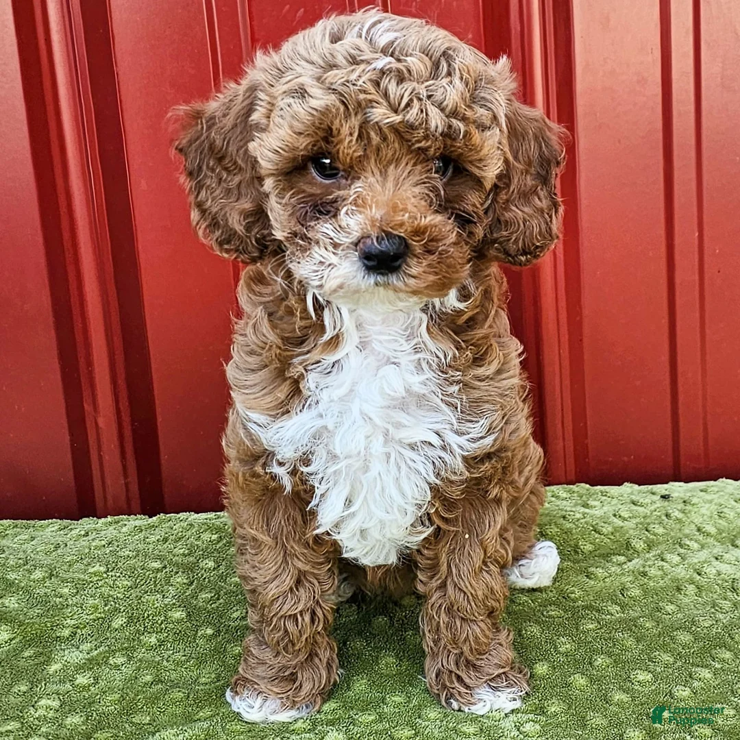 Miniature Poodle dogs for sale: Bailey - Ad 5