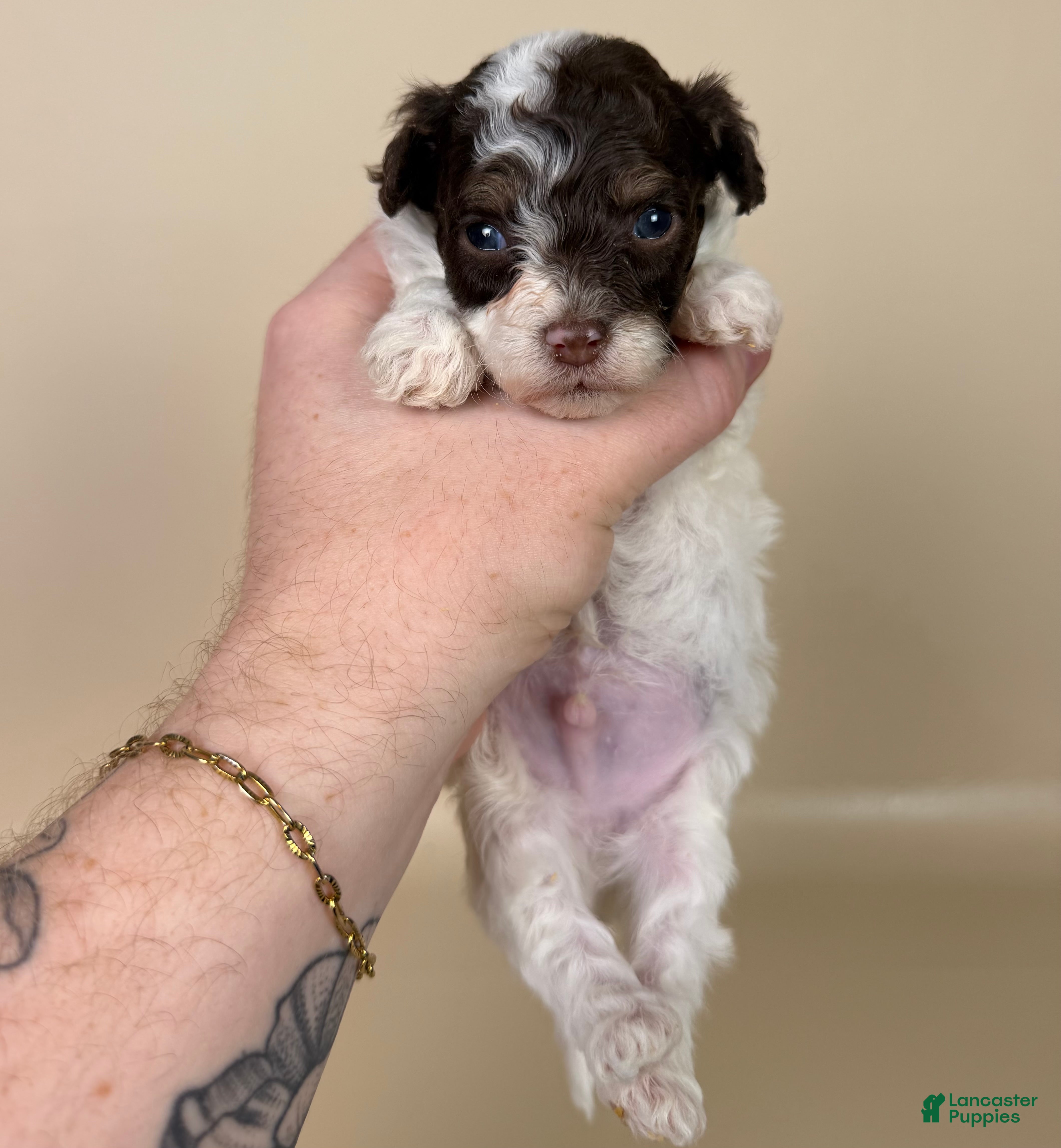 Maltipoo dogs Banks  - Ad 2