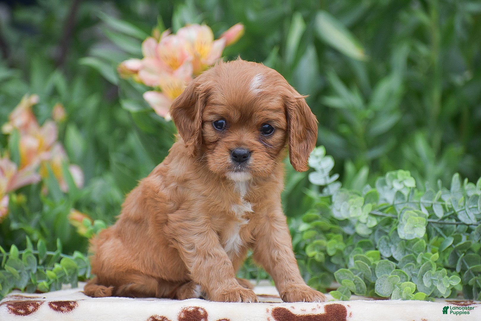 Cavalier King Charles Spaniel dogs Tessa - Ad 2