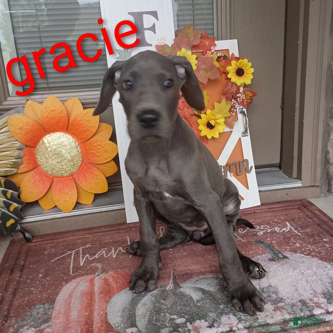 Great Dane dogs for sale: Gracie - Ad 2