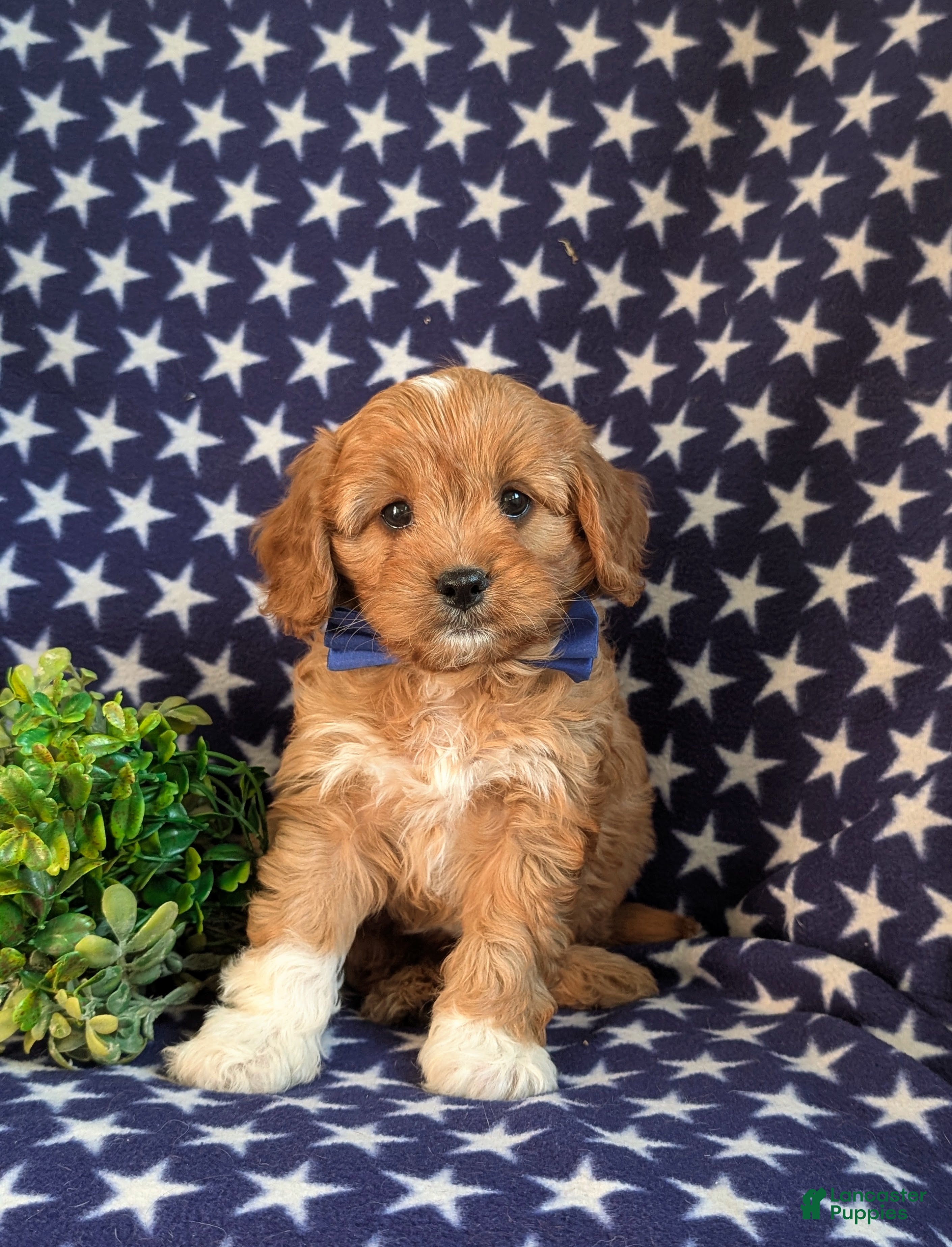 Cavapoo dogs Keaunu - Ad 2