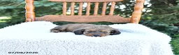 Miniature Dachshund dogs for sale: Cooper - Ad 3