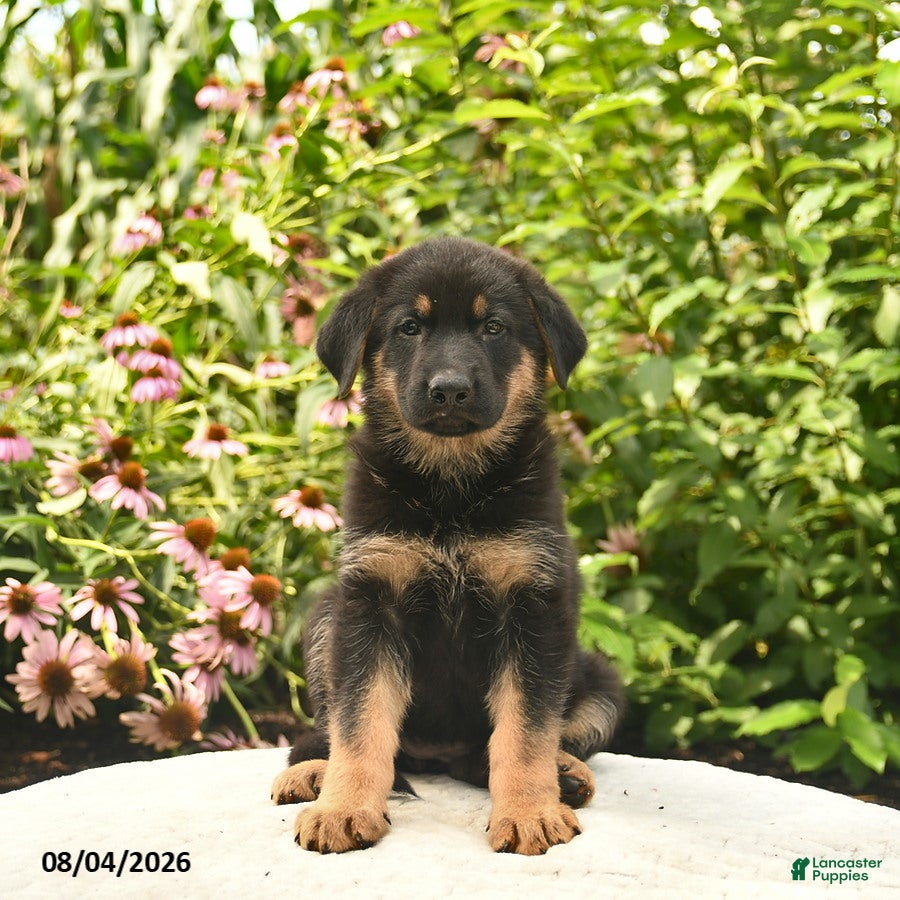 German Shepherd dogs for sale: Lady  - Ad 4