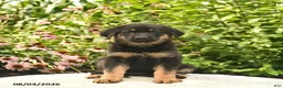 German Shepherd dogs for sale: Lady  - Ad 1