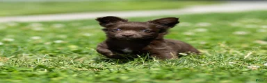Jolene Chihuahua Puppy 