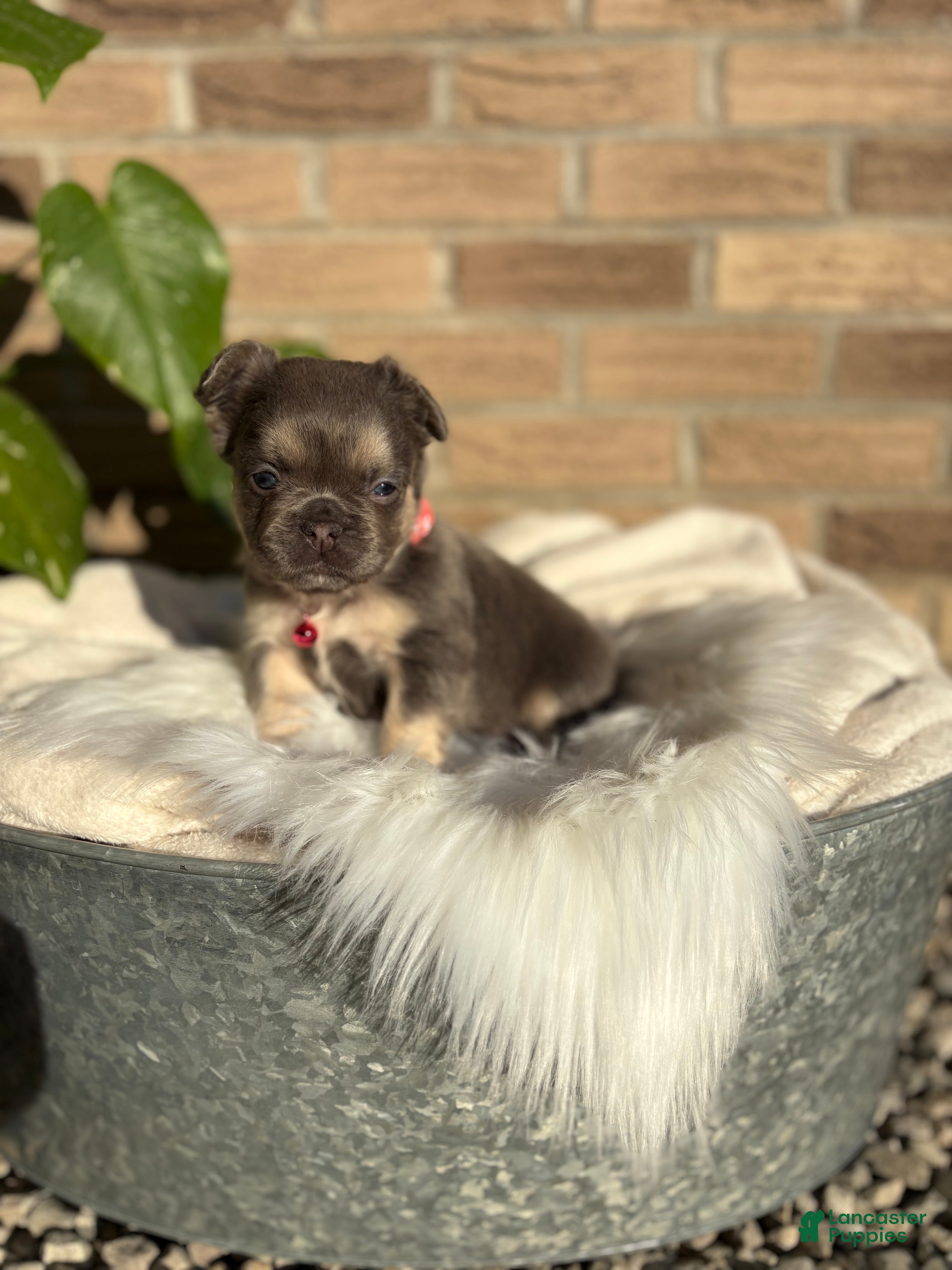 French Bulldog dogs French Bulldog Puppy 8 - Ad 2