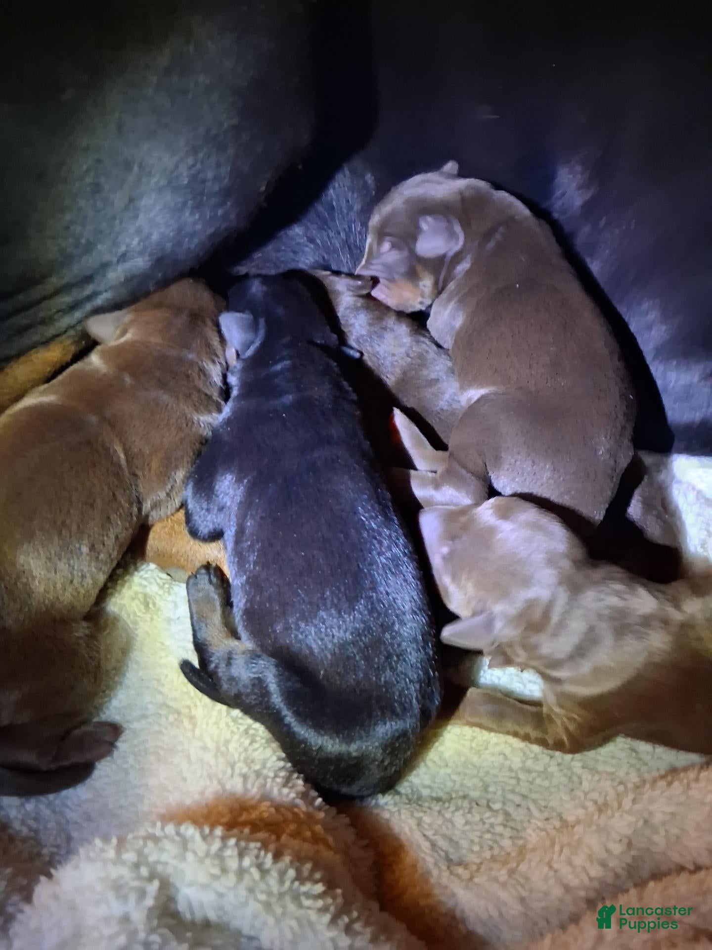 Doberman Pinscher dogs for sale: Doberman Pinscher 2 - Ad 11