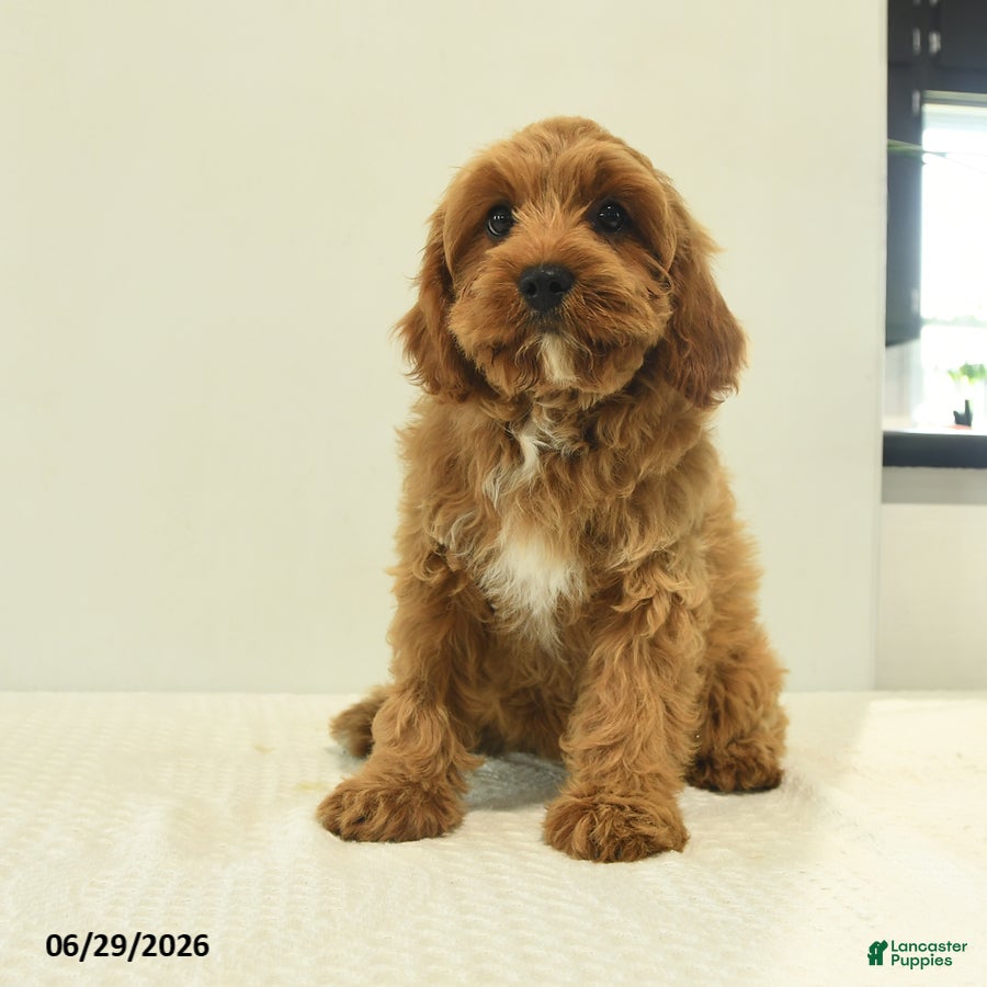 Cavapoo dogs Bella Mia - Ad 2