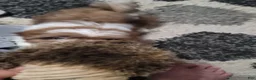 Shih Tzu dogs for sale: Shih Tzu 1 - Ad 8