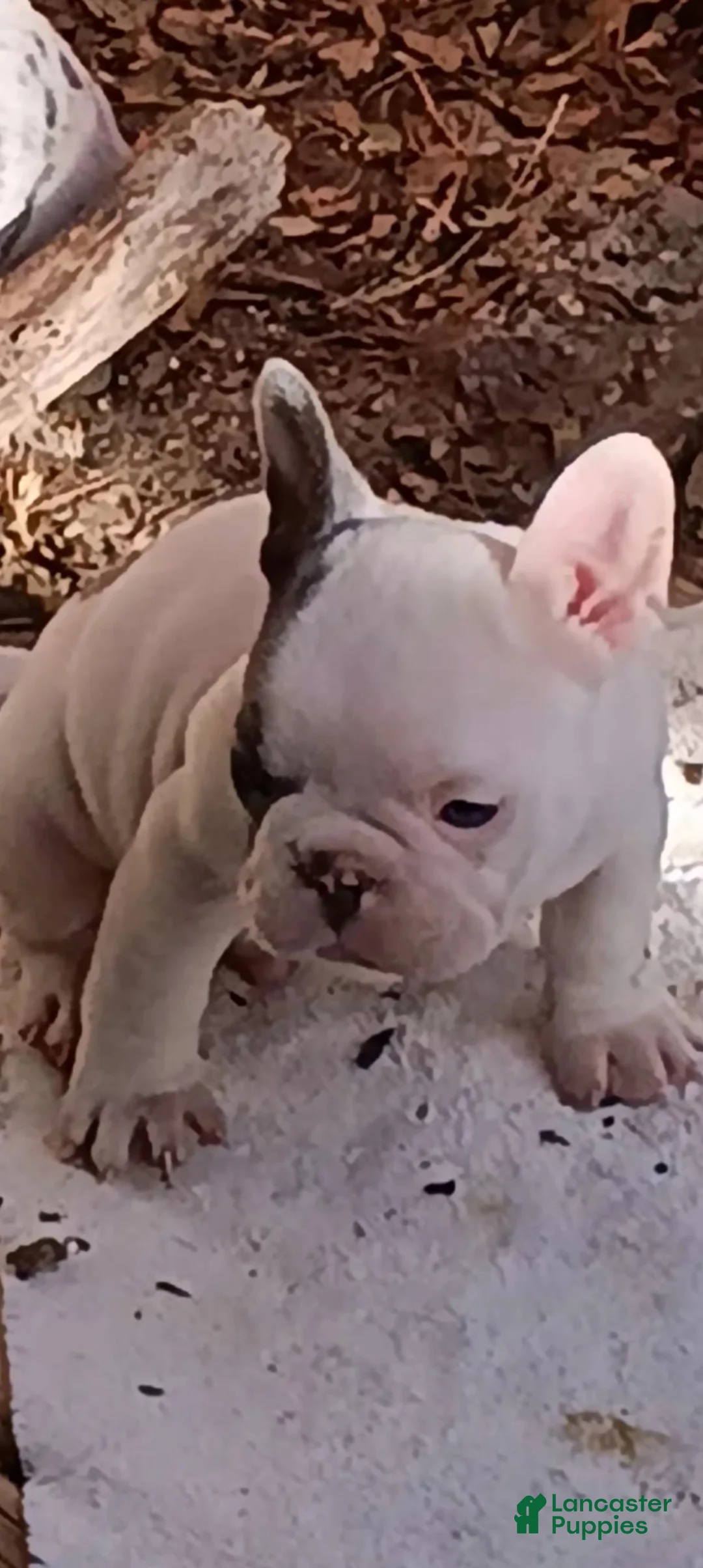English Bulldog dogs for sale: English Bulldog Puppy 2 - Ad 2