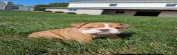 English Bulldog dogs for sale: Autumn  - Ad 5