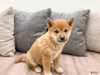 Shiba Inu dogs Lyndon - Ad 17