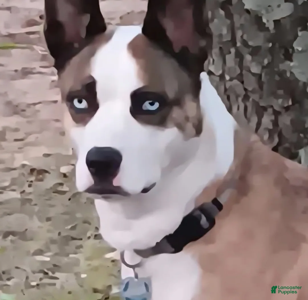 Mixed Breed dogs for sale: Pepe' - Ad 2