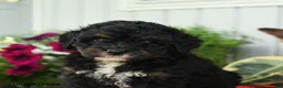 Mini Bernedoodle dogs for sale: Regina - Ad 3