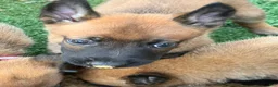 Belgian Malinois dogs for sale: Belgian Malinois Puppy 6 - Ad 3